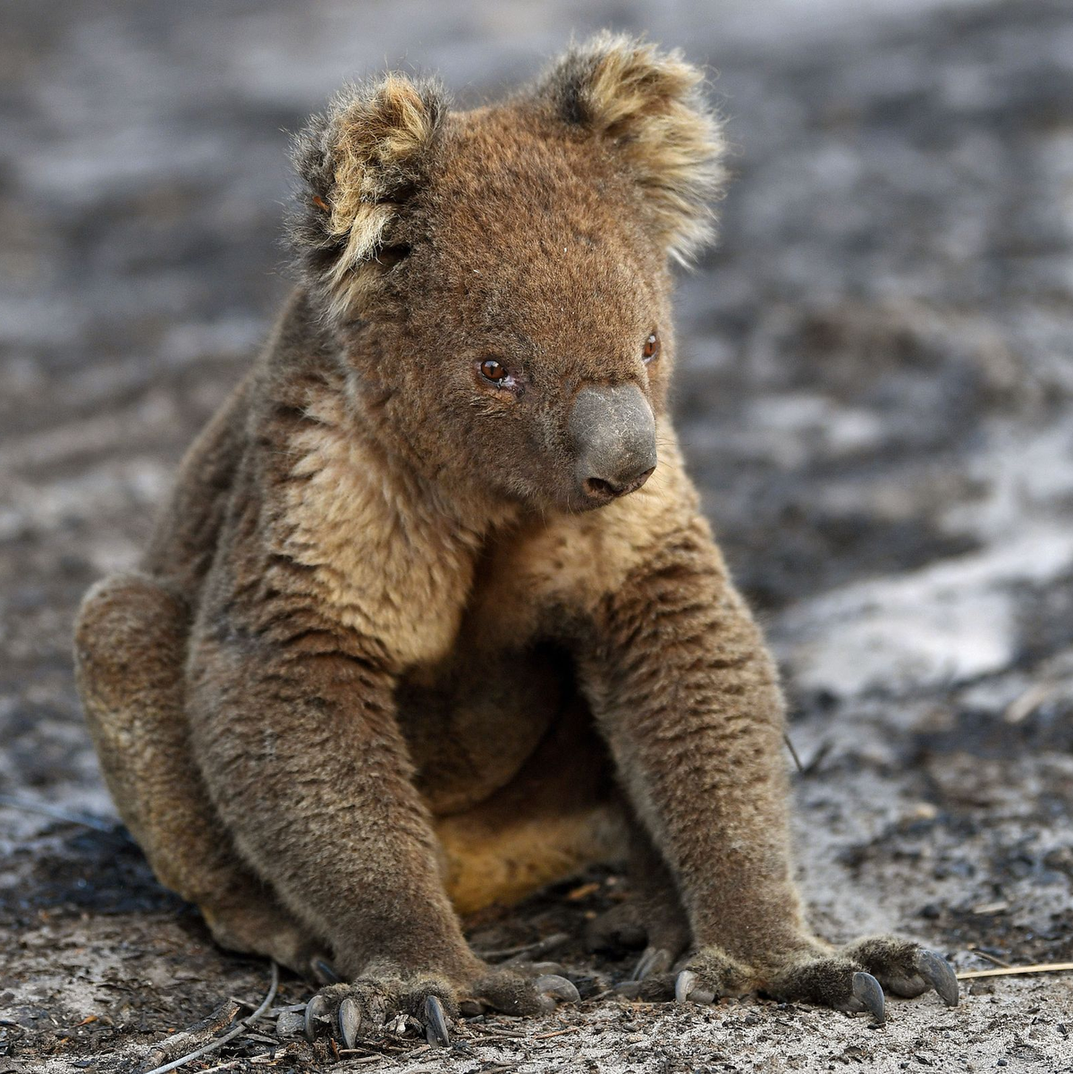 Bilder von Koalas mit angesengten Pfoten gingen um die Welt. (Archivbild) - Foto: David Mariuz/AAP/dpa