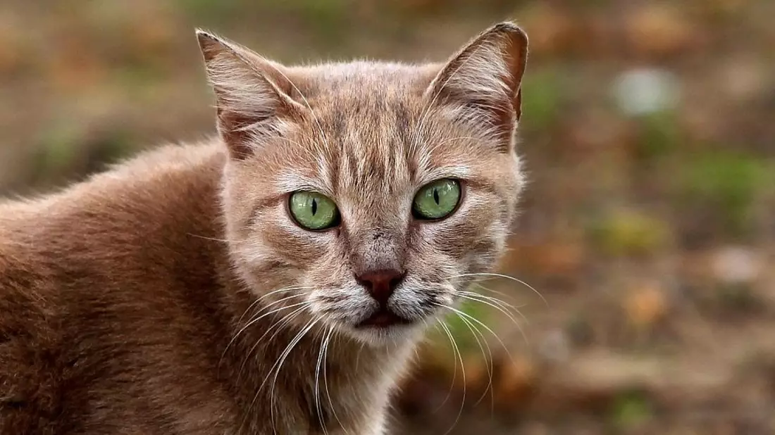 Katze (Archiv) - Bild: via dts Nachrichtenagentur
