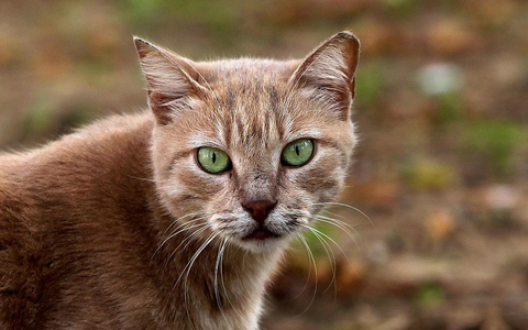 Katze (Archiv) - Foto: via dts Nachrichtenagentur
