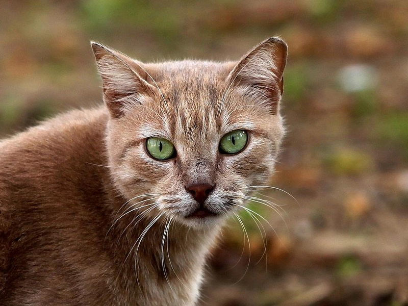 Katze (Archiv) - Foto: via dts Nachrichtenagentur