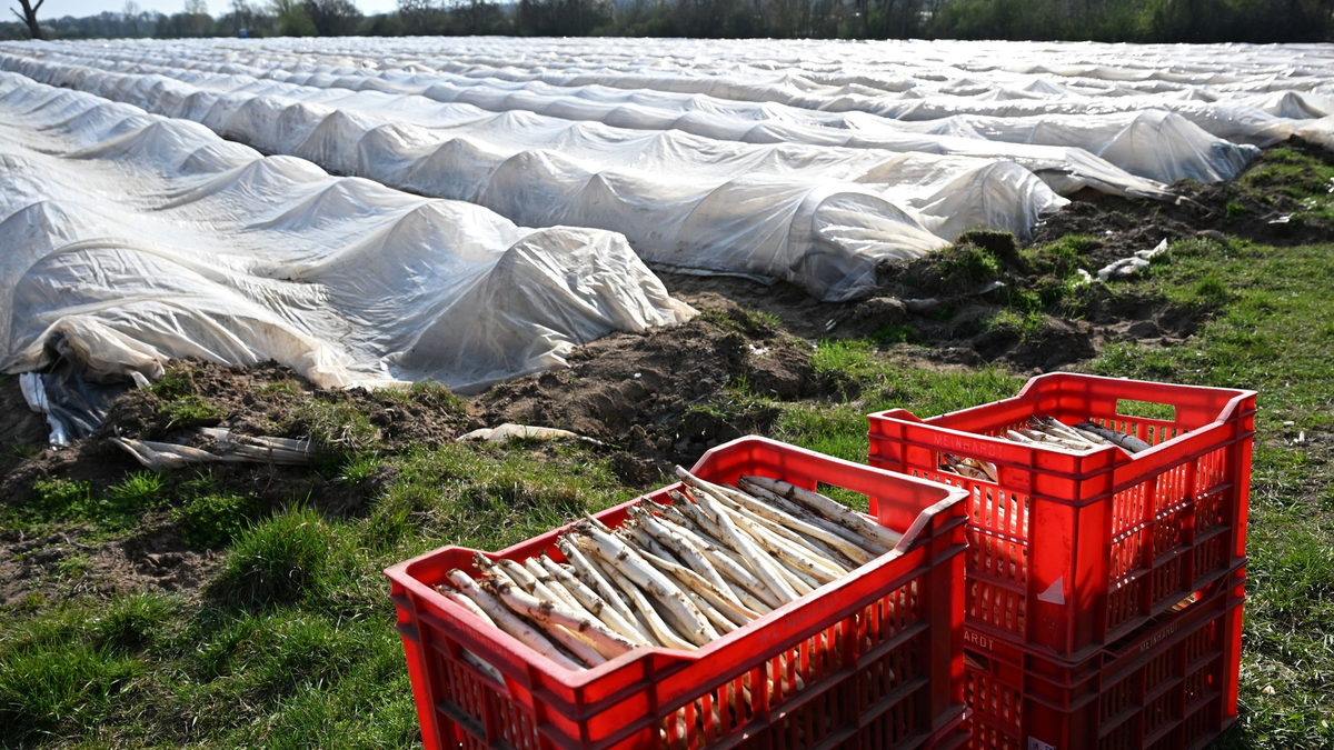 Teure Handarbeit: Spargelanbau in Deutschland. (Archivbild) - Foto: Michael Brandt/dpa