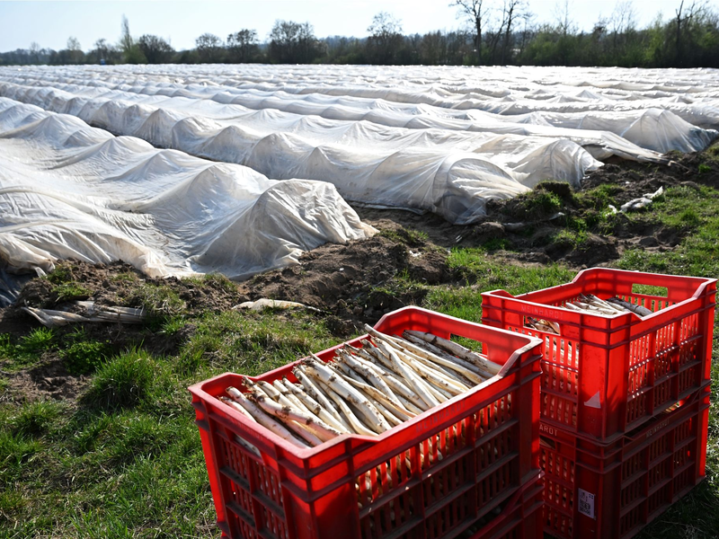 Teure Handarbeit: Spargelanbau in Deutschland. (Archivbild) - Foto: Michael Brandt/dpa
