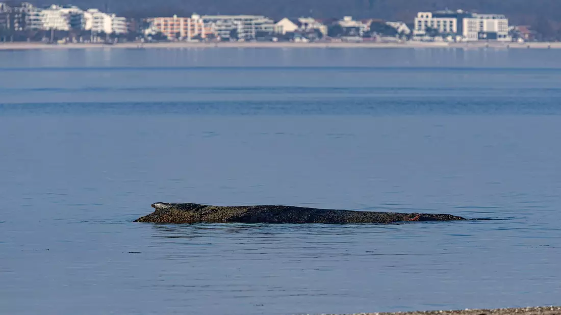 Das Tier ist in der Nacht auf eine Art Sandbank aufgeschwommen.  - Bild: Ulrich Perrey/dpa