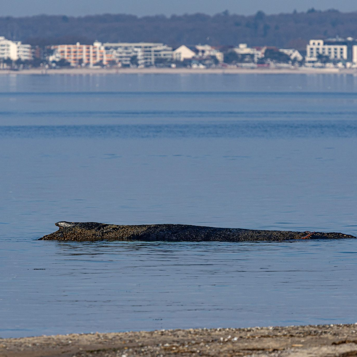 Das Tier ist in der Nacht auf eine Art Sandbank aufgeschwommen.  - Foto: Ulrich Perrey/dpa