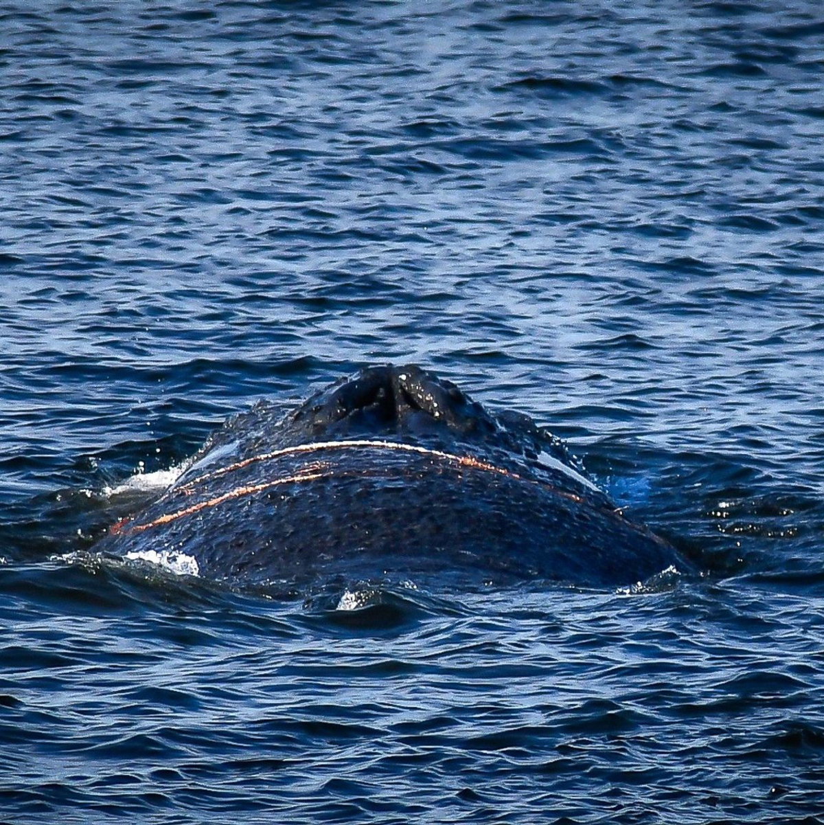 Der gestrandete Wal wurde das erste Mal Anfang des Monats im Wismarer Hafen gesichtet. (Archivbild) - Foto: Tom Schultz/WISMAR.FM/dpa