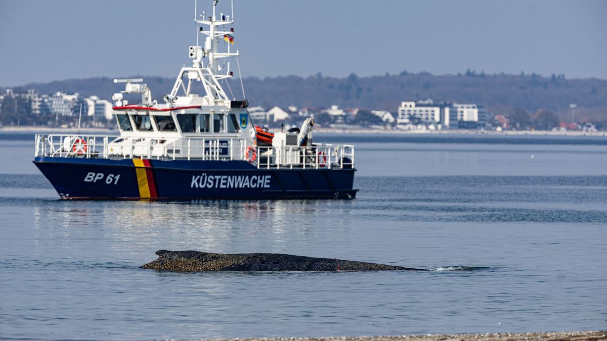 Der Wal wurde in der Nacht zu Montag im Wasser vor dem Ortsteil Niendorf der Gemeinde Timmendorfer Strand entdeckt, wie die Polizei mitteilte.  - Foto: Ulrich Perrey/dpa