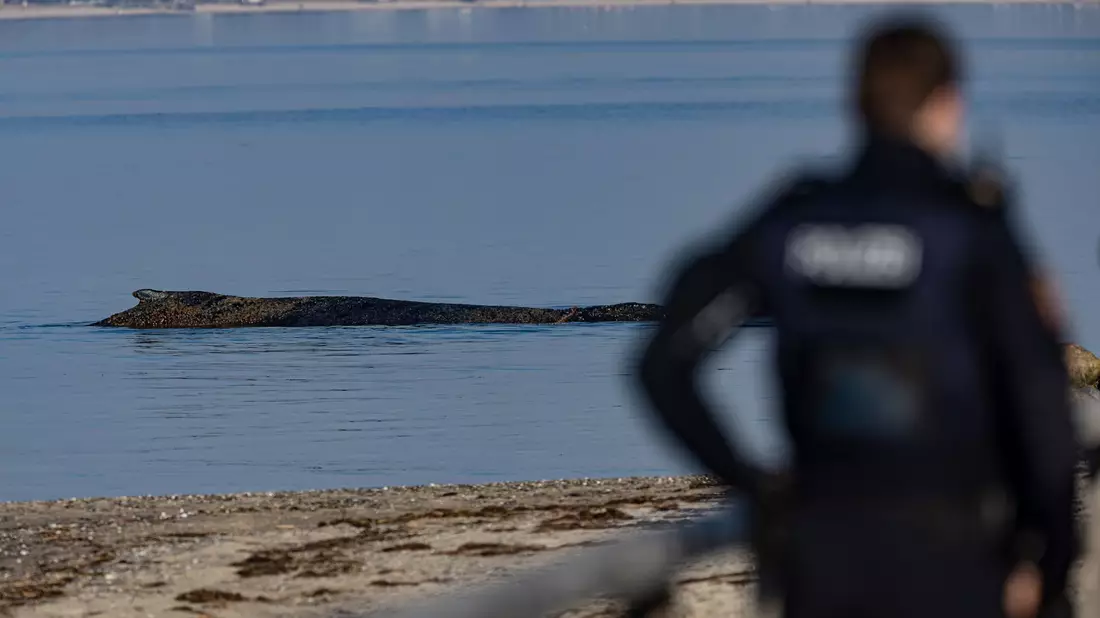 Das Tier wurde in der Nacht zum Montag laut Polizei im Wasser vor dem Ortsteil Niendorf in Timmendorfer Strand entdeckt. - Bild: Ulrich Perrey/dpa
