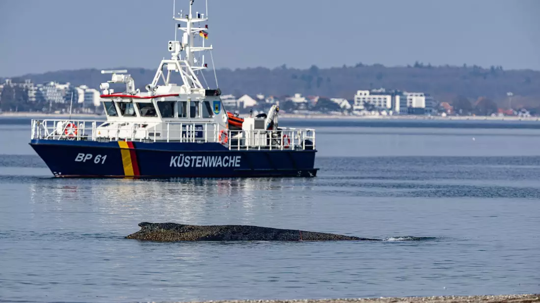 Die Rettung des großen Wals ist laut Experten nicht leicht - es könne auch sein, dass das Tier trotz Rettung wieder strande oder verende. - Bild: Ulrich Perrey/dpa