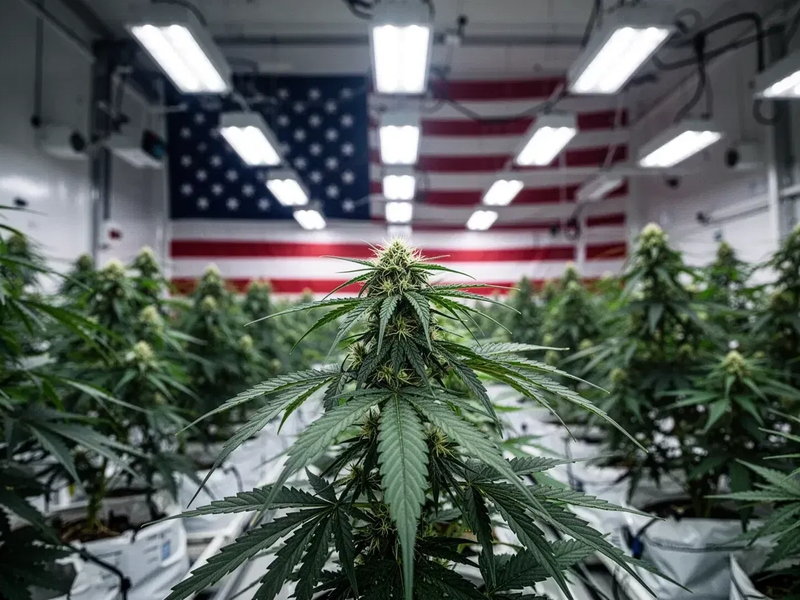 Canopy Growth Aktie: US-Steuerreform im Fokus - Foto: über boerse-global.de