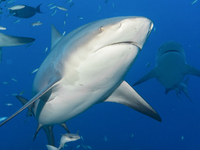 In Brasilien beginnt am Montag eine UN-Konferenz zum Schutz wandernder Tierarten. (Archivbild) - Foto: Duncan Heuer/Aussie Bubbles/dpa