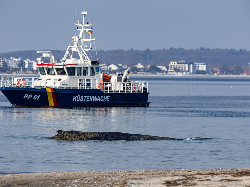 Ein Wal ist an der Ostseeküste vor Niendorf gestrandet, im Hintergrund ein Boot der Küstenwache. Die Polizei hat das Gelände abgesperrt, um das Tier nicht zu beunruhigen. - Foto: Ulrich Perrey/dpa