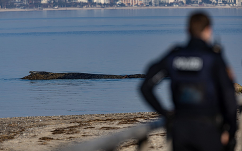 Das Tier wurde in der Nacht zum Montag laut Polizei im Wasser vor dem Ortsteil Niendorf in Timmendorfer Strand entdeckt. - Foto: Ulrich Perrey/dpa