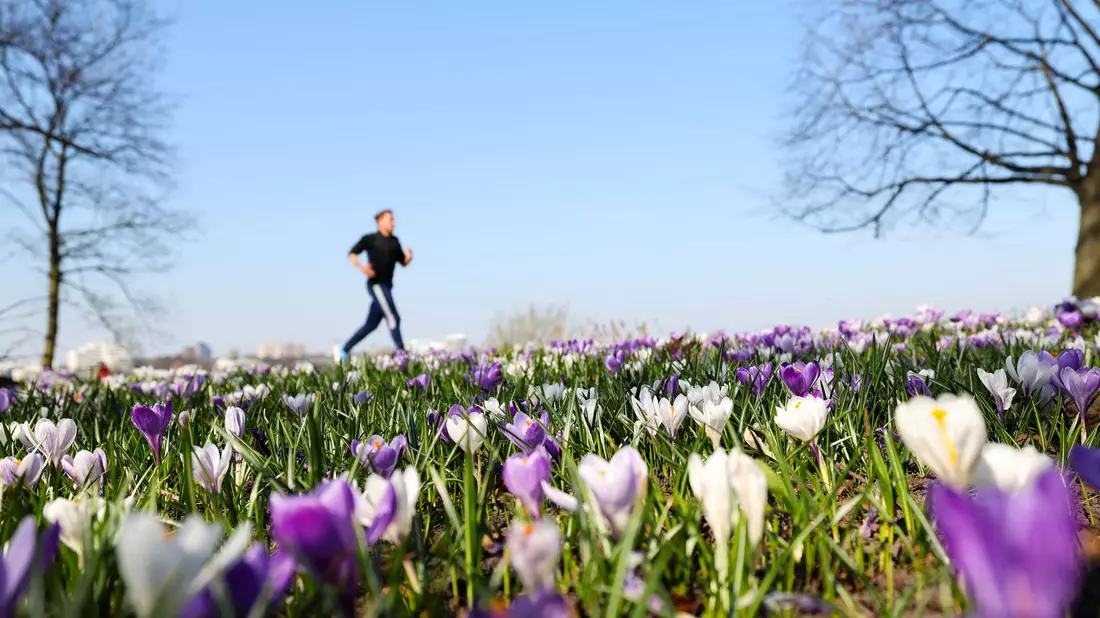 Joggen durch ein Blumenmeer ist jetzt wieder möglich. (Archivbild) - Bild: Christian Charisius/dpa