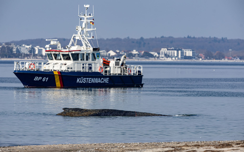 Ein Wal ist an der Ostseeküste vor Niendorf gestrandet, im Hintergrund ein Boot der Küstenwache. Die Polizei hat das Gelände abgesperrt, um das Tier nicht zu beunruhigen. - Foto: Ulrich Perrey/dpa