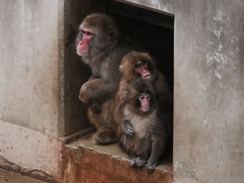 Aus Punch ist ein kleiner Rabauke geworden. (Archivbild)  - Foto: Hiro Komae/AP/dpa
