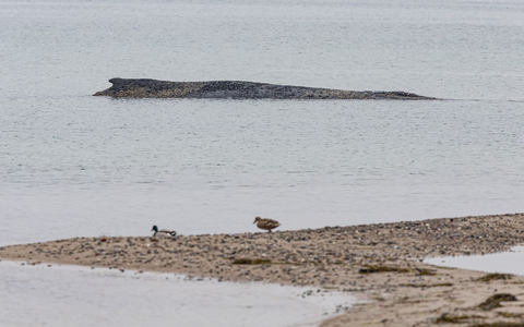 Auch am Morgen lag der Wal auf der Sandbank vor Niendorf.  - Foto: Ulrich Perrey/dpa