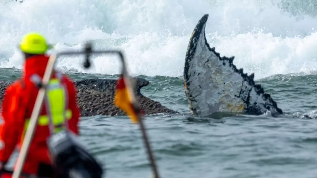 Das Tier wurde in der Nacht zum Montag laut Polizei im Wasser vor dem Ortsteil Niendorf in Timmendorfer Strand entdeckt. - Bild: Jens Büttner/dpa