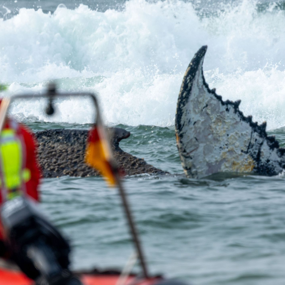 Das Tier wurde in der Nacht zum Montag laut Polizei im Wasser vor dem Ortsteil Niendorf in Timmendorfer Strand entdeckt. - Foto: Jens Büttner/dpa