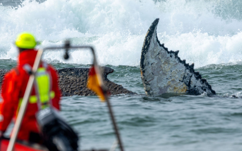 Das Tier wurde in der Nacht zum Montag laut Polizei im Wasser vor dem Ortsteil Niendorf in Timmendorfer Strand entdeckt. - Foto: Jens Büttner/dpa