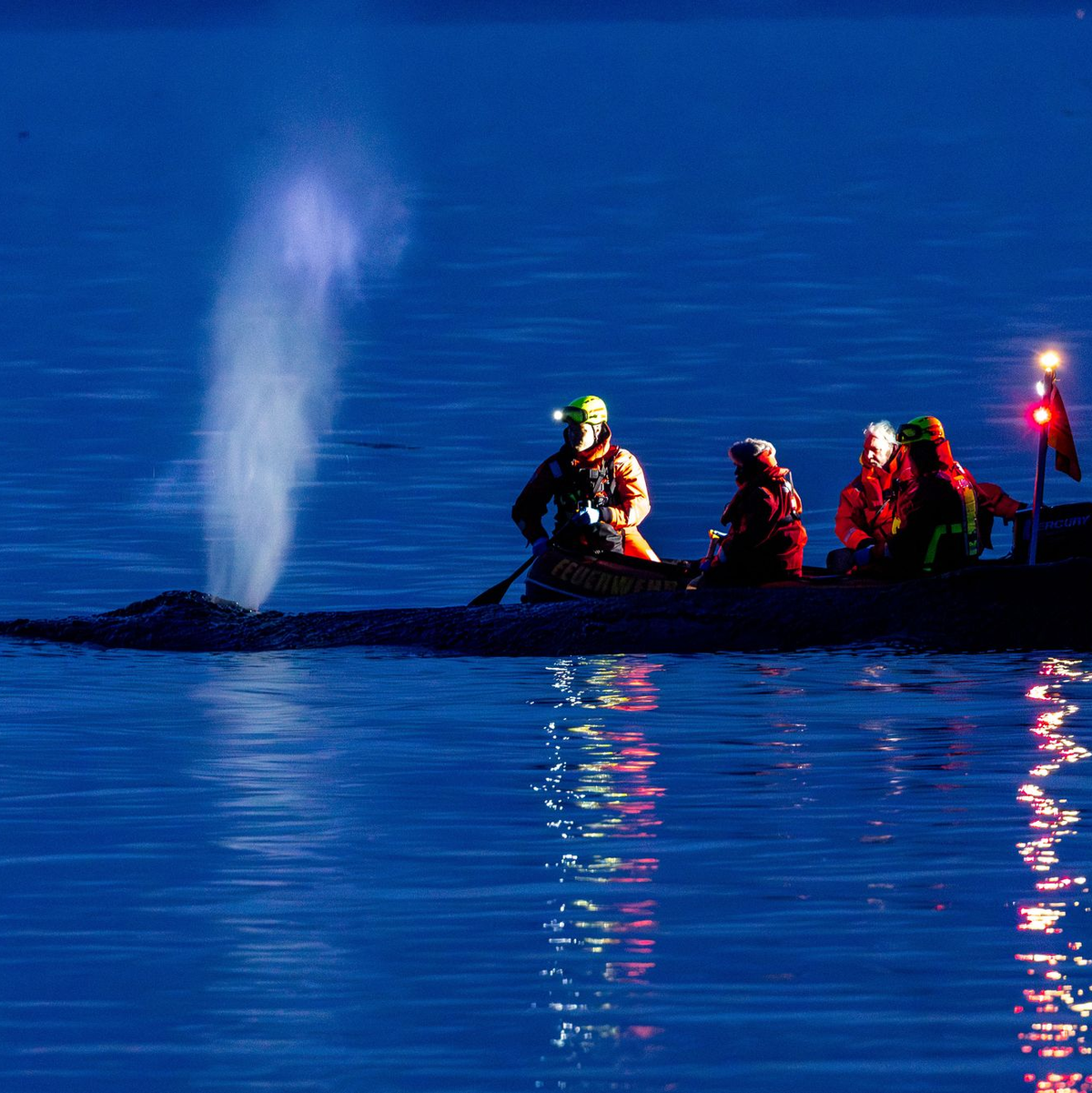 Die Rettung des großen Wals ist laut Experten nicht leicht - es könne auch sein, dass das Tier trotz Rettung wieder strande oder verende. - Foto: Jens Büttner/dpa