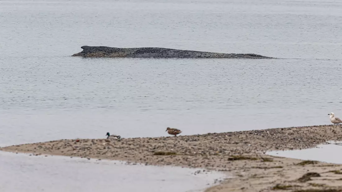 Auch am Dienstag lag der Wal auf der Sandbank vor Niendorf.  - Bild: Ulrich Perrey/dpa