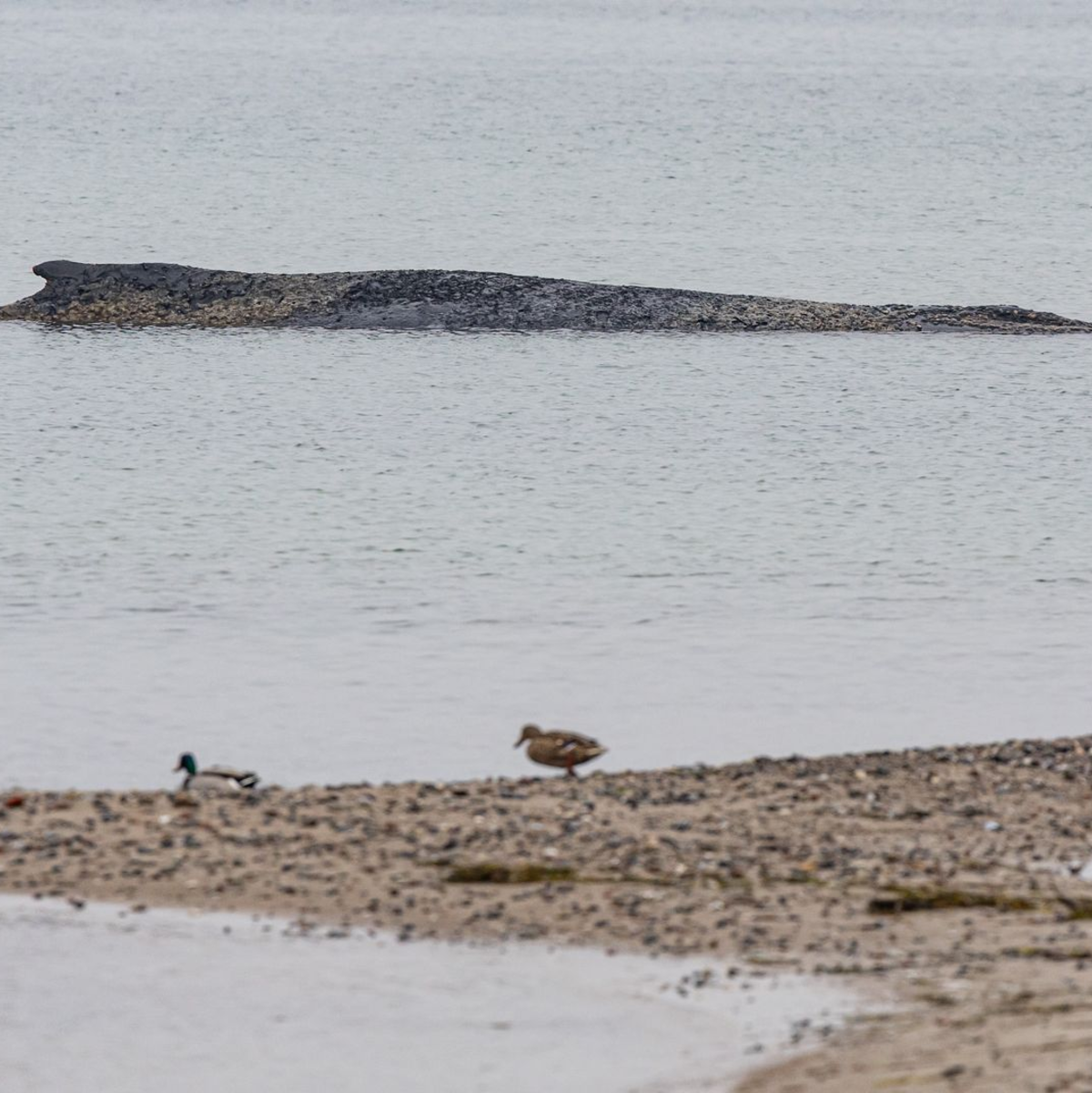 Auch am Dienstag lag der Wal auf der Sandbank vor Niendorf.  - Foto: Ulrich Perrey/dpa