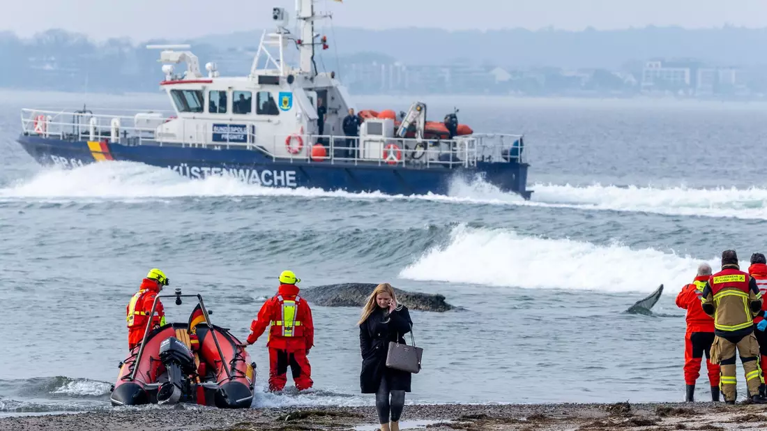 Die Rettung des großen Wals ist laut Experten nicht leicht - es könne auch sein, dass das Tier danach gleich wieder strande oder verende. - Bild: Jens Büttner/dpa