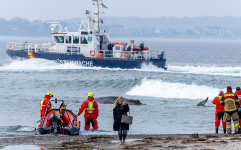 Die Rettung des großen Wals ist laut Experten nicht leicht - es könne auch sein, dass das Tier danach gleich wieder strande oder verende. - Foto: Jens Büttner/dpa