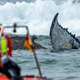 Am Nachmittag wurde ein weiterer Rettungsversuch unternommen.  - Foto: Jens Büttner/dpa