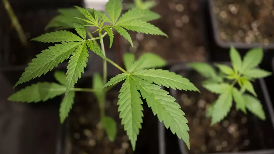 Bundesinnenminister Alexander Dobrindt (CSU) hat das von der Ampel-Koalition beschlossene Cannabisgesetz als «Scheißgesetz» bezeichnet. (Symbolbild) - Bild: Sebastian Gollnow/dpa