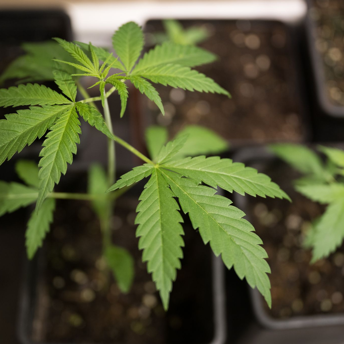 Bundesinnenminister Alexander Dobrindt (CSU) hat das von der Ampel-Koalition beschlossene Cannabisgesetz als «Scheißgesetz» bezeichnet. (Symbolbild) - Foto: Sebastian Gollnow/dpa