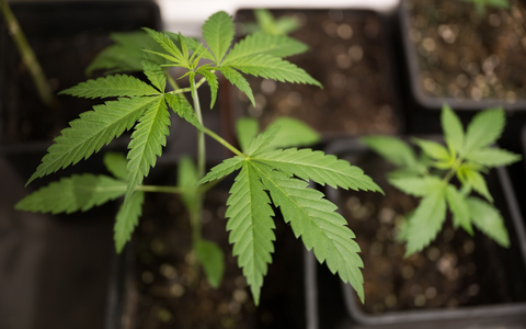 Bundesinnenminister Alexander Dobrindt (CSU) hat das von der Ampel-Koalition beschlossene Cannabisgesetz als «Scheißgesetz» bezeichnet. (Symbolbild) - Foto: Sebastian Gollnow/dpa
