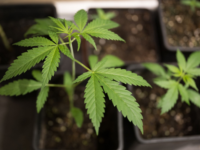 Bundesinnenminister Alexander Dobrindt (CSU) hat das von der Ampel-Koalition beschlossene Cannabisgesetz als «Scheißgesetz» bezeichnet. (Symbolbild) - Foto: Sebastian Gollnow/dpa