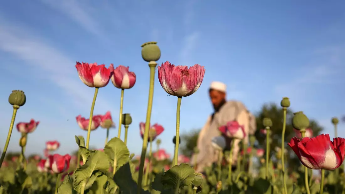 Die Taliban verboten 2022 den Anbau von Mohn. (Symbolbild) - Bild: Rahmat Gul/AP/dpa