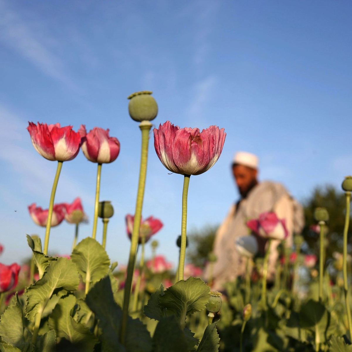 Die Taliban verboten 2022 den Anbau von Mohn. (Symbolbild) - Foto: Rahmat Gul/AP/dpa