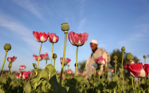Die Taliban verboten 2022 den Anbau von Mohn. (Symbolbild) - Foto: Rahmat Gul/AP/dpa