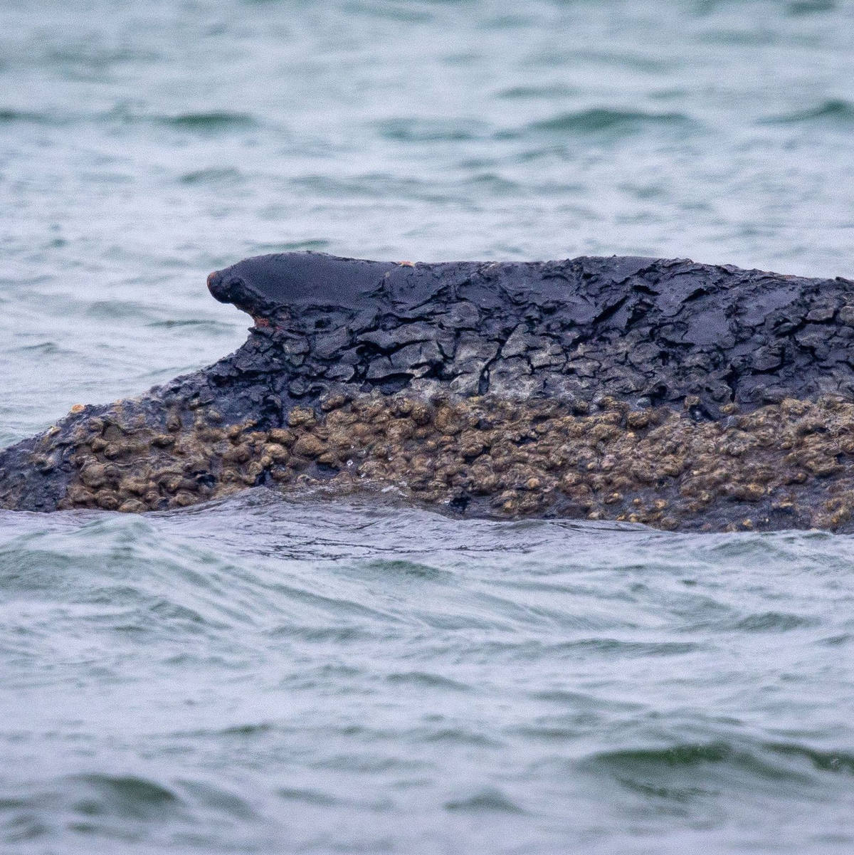 Der Wal ist weiterhin gestrandet.  - Foto: Jens Büttner/dpa