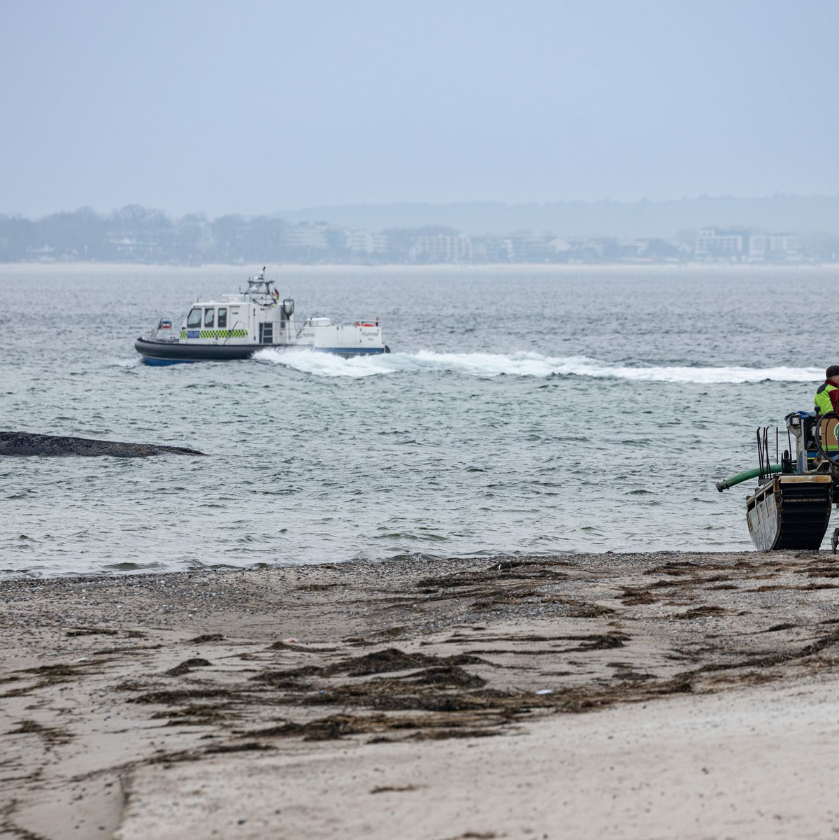 Helfer versuchten vergeblich den Wal zu befreien.  - Foto: Ulrich Perrey/dpa