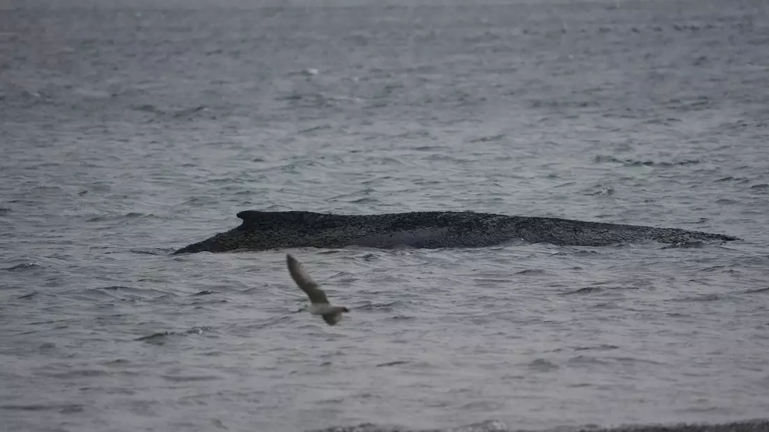 In der Ostsee ist ein Wal gestrandet. - Bild: Marcus Brandt/dpa