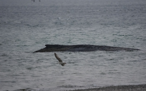 In der Ostsee ist ein Wal gestrandet. - Foto: Marcus Brandt/dpa