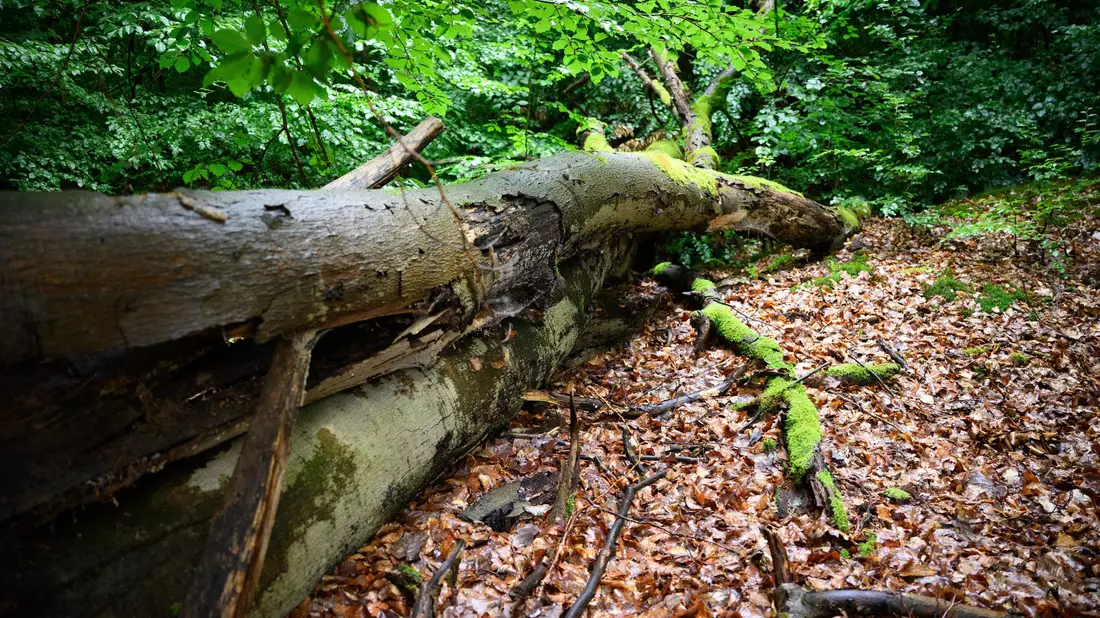 Wenn der deutsche Wald besser mit Dürre und steigenden Temperaturen zurechtkommt, kann er mehr CO2 speichern - was gut ist für das Klima. (Archivbild) - Bild: Bernd von Jutrczenka/dpa