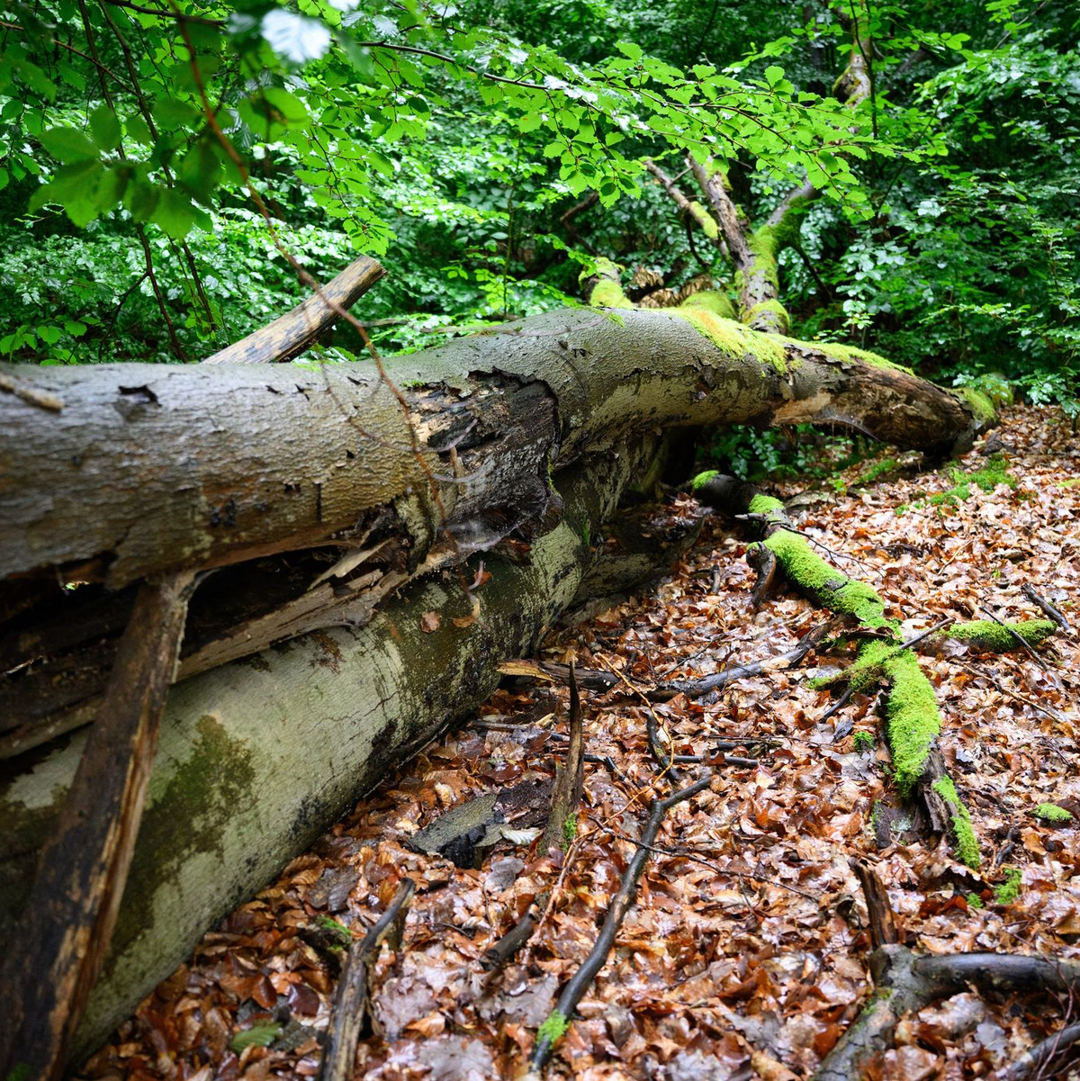 Wenn der deutsche Wald besser mit Dürre und steigenden Temperaturen zurechtkommt, kann er mehr CO2 speichern - was gut ist für das Klima. (Archivbild) - Foto: Bernd von Jutrczenka/dpa