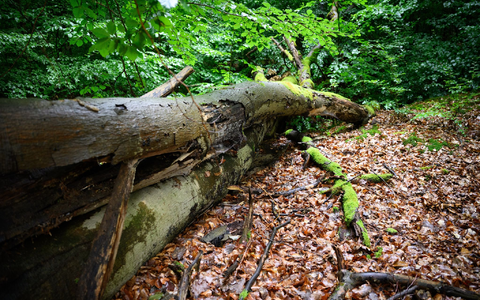 Wenn der deutsche Wald besser mit Dürre und steigenden Temperaturen zurechtkommt, kann er mehr CO2 speichern - was gut ist für das Klima. (Archivbild) - Foto: Bernd von Jutrczenka/dpa