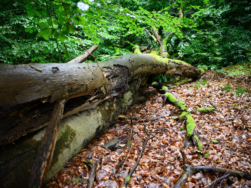 Wenn der deutsche Wald besser mit Dürre und steigenden Temperaturen zurechtkommt, kann er mehr CO2 speichern - was gut ist für das Klima. (Archivbild) - Foto: Bernd von Jutrczenka/dpa