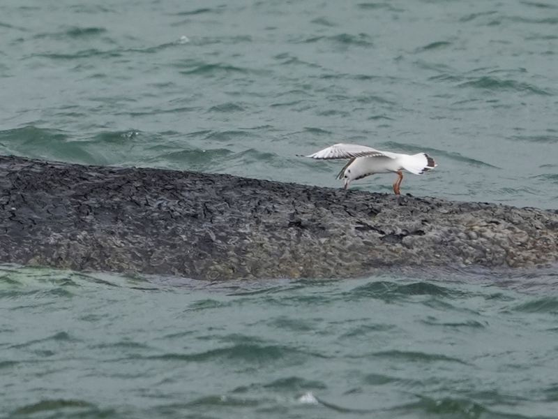 Der Wal ist größer als bisher vermutet. - Foto: Marcus Brandt/dpa
