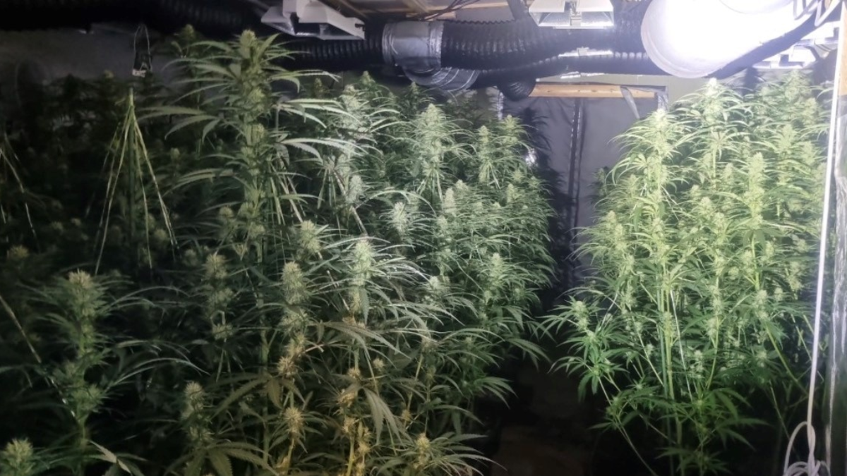 POL-EL: Großrazzia im Emsland - Indoor-Plantage mit mehreren hundert Cannabispflanzen entdeckt - drei Tatverdächtige in Untersuchungshaft - Zeugenaufruf - Foto: presseportal.de