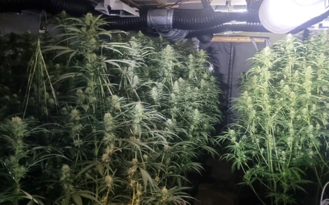 POL-EL: Großrazzia im Emsland - Indoor-Plantage mit mehreren hundert Cannabispflanzen entdeckt - drei Tatverdächtige in Untersuchungshaft - Zeugenaufruf - Foto: presseportal.de