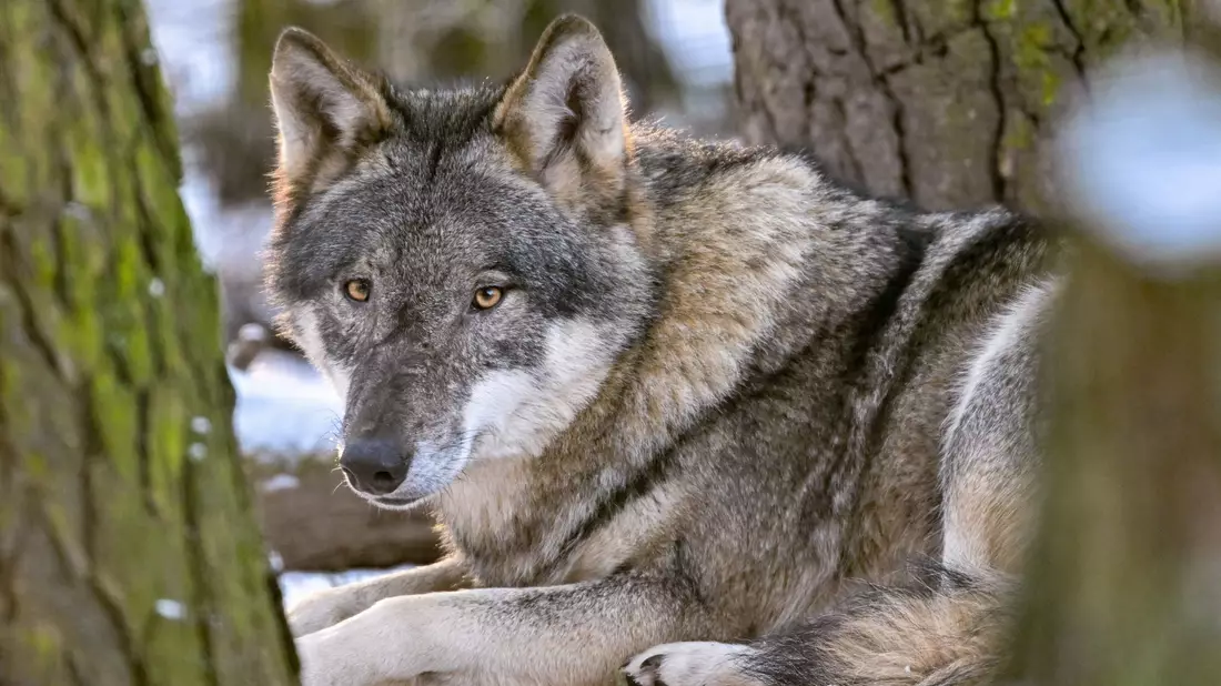 Der Hund stammt vom Wolf ab und begleitet den Menschen schon seit mehr als 15.000 Jahren. (Archivbild) - Bild: Patrick Pleul/dpa/ZB