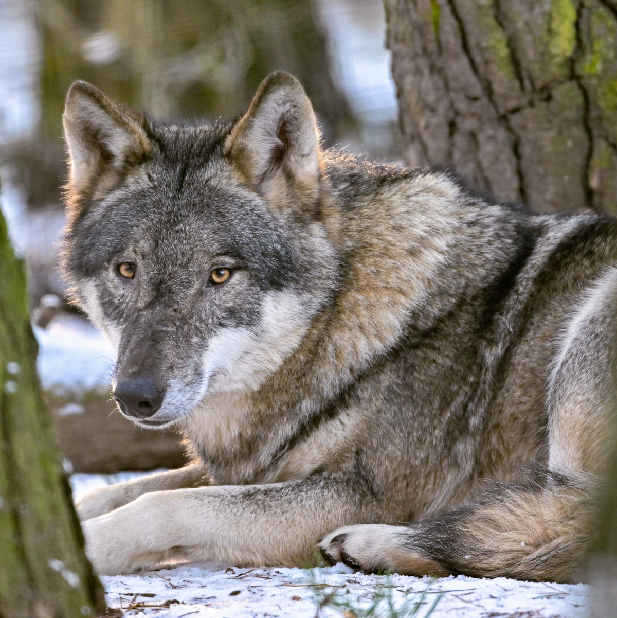 Der Hund stammt vom Wolf ab und begleitet den Menschen schon seit mehr als 15.000 Jahren. (Archivbild) - Foto: Patrick Pleul/dpa/ZB