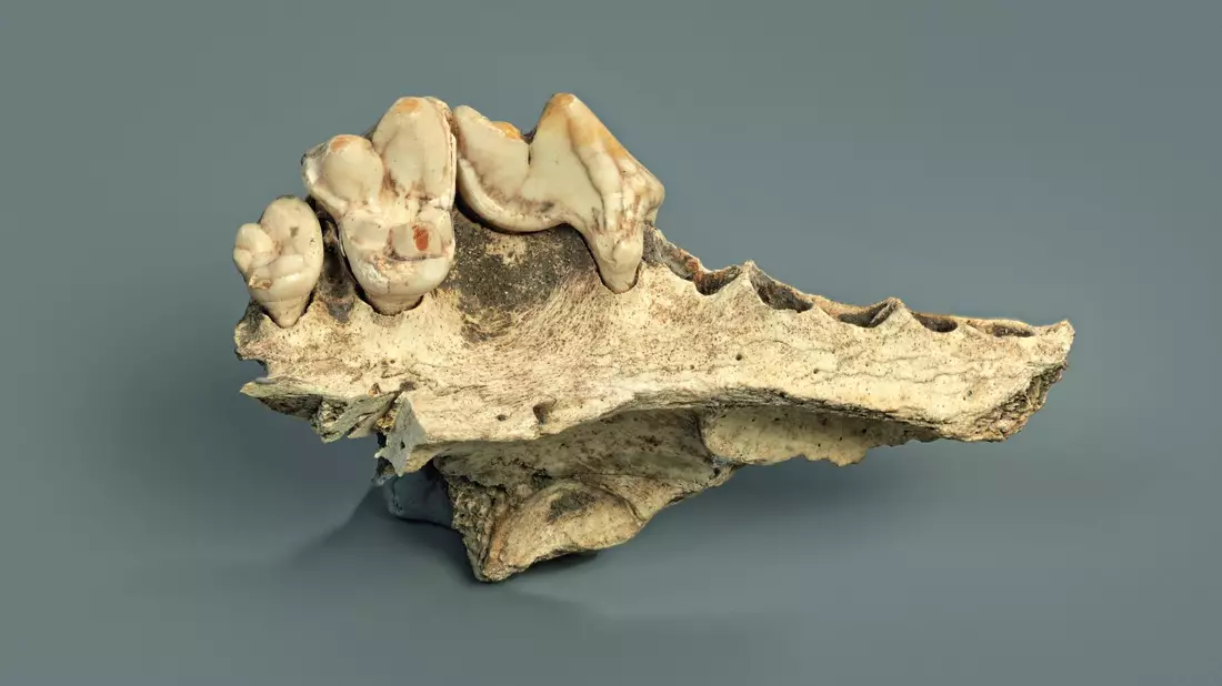 Bei manchen Überresten war bisher nicht eindeutig, ob sie von Hunden stammen.  - Bild: Ivan Ivic/Cantonal Archaeological Service (KASH) of Schaffhausen/dpa